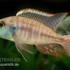 Lethrinops Albus Kande "Blue Fin", DNZ -Zoofachgeschäft Lethrinops albus Kande Blue Fin
