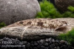 Leucorhynchos-Plattfisch, Süßwasserflunder, Achiroides Leucorhynchos 5 Leucorhynchos-Plattfisch, Süßwasserflunder, Achiroides Leucorhynchos -Zoofachgeschäft Leucorhynchos Plattfisch Achiroides leucorhynchos 2