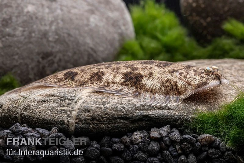 Leucorhynchos-Plattfisch, Süßwasserflunder, Achiroides leucorhynchos Leucorhynchos-Plattfisch, Süßwasserflunder, Achiroides Leucorhynchos -Zoofachgeschäft Leucorhynchos Plattfisch Achiroides leucorhynchos 2