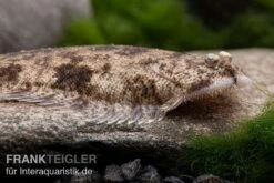 Leucorhynchos-Plattfisch, Süßwasserflunder, Achiroides Leucorhynchos 4 Leucorhynchos-Plattfisch, Süßwasserflunder, Achiroides Leucorhynchos -Zoofachgeschäft Leucorhynchos Plattfisch Suesswasserflunder Achiroides leucorhynchos 1 2