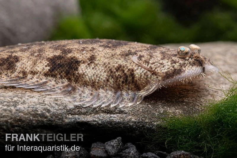 Leucorhynchos-Plattfisch, Süßwasserflunder, Achiroides leucorhynchos Leucorhynchos-Plattfisch, Süßwasserflunder, Achiroides Leucorhynchos -Zoofachgeschäft Leucorhynchos Plattfisch Suesswasserflunder Achiroides leucorhynchos 1 2