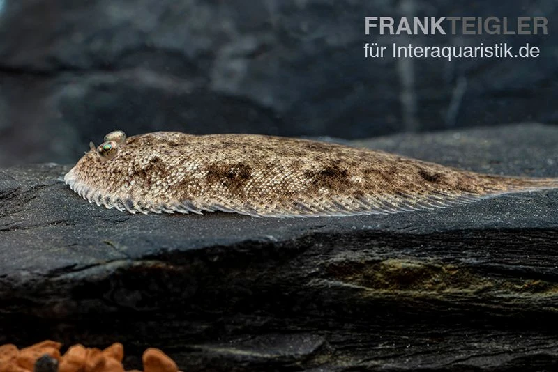 Leucorhynchos-Plattfisch, Süßwasserflunder, Achiroides leucorhynchos Leucorhynchos-Plattfisch, Süßwasserflunder, Achiroides Leucorhynchos -Zoofachgeschäft Leucorhynchos Plattfisch Suesswasserflunder Achiroides leucorhynchos 5
