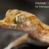 Lichtensteins Dünnfingergecko, Stenodactylus Sthenodactylus -Zoofachgeschäft Lichtensteins Duennfingergecko Stenodactylus sthenodactylus 1