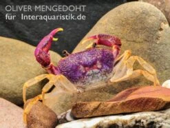 Lila Süßwasserkrabbe, Globithelphusa "indian Lilac" -Zoofachgeschäft Lila Suesswasserkrabbe Globithelphusa indian lilac 3