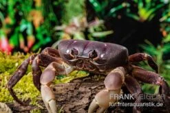 Lila Weihnachtsinselkrabbe, Gecarcoidea Humei, XL -Zoofachgeschäft Lila Weihnachtsinselkrabbe Gecarcoidea humei 1 1