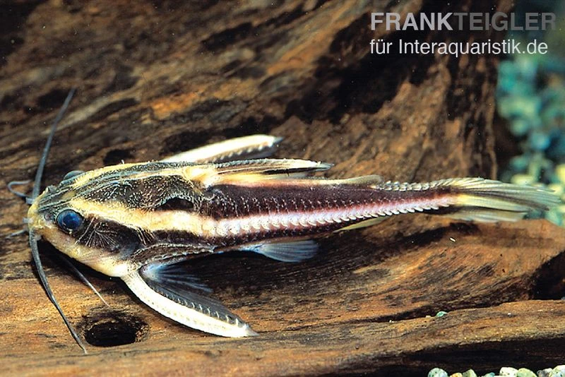 Liniendornwels, Platydoras costatus, Liniendornwels, Platydoras Costatus, -Zoofachgeschäft Liniendornwels Platydoras costatus