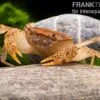Linsenkrabbe, Parathelphusa Cf. Convexa -Zoofachgeschäft Linsenkrabbe Parathelphusa cf convexa 1