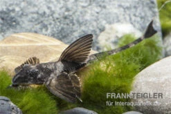 Maulbrütender Harnischwels, Loricaria Simillima 3 Maulbrütender Harnischwels, Loricaria Simillima -Zoofachgeschäft Loricaria simillima Maulbruetender Harnischwels 2