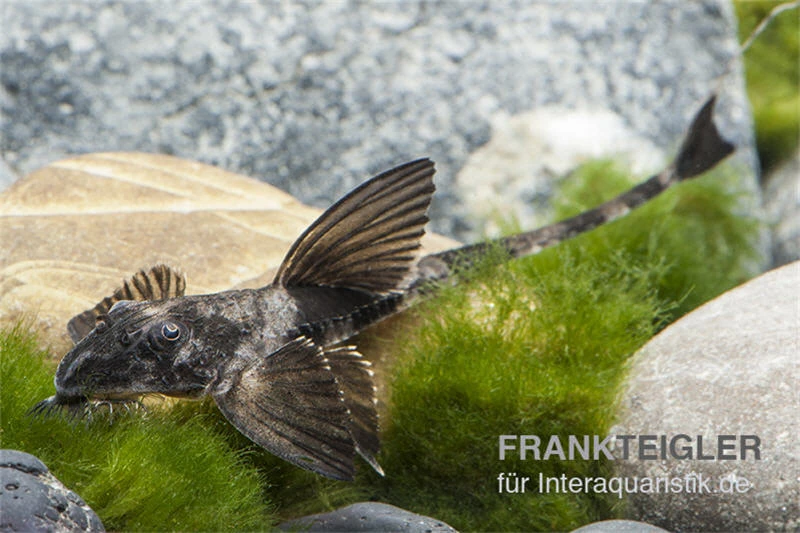 Maulbrütender Harnischwels, Loricaria simillima Maulbrütender Harnischwels, Loricaria Simillima -Zoofachgeschäft Loricaria simillima Maulbruetender Harnischwels 2