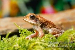 Lütkens Guatemalakröte, Incilius Luetkeni -Zoofachgeschäft Luetkens Guatemalakroete Incilius luetkeni 2