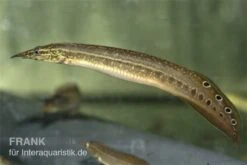 Augenfleckstachelaal, Macrognatus Aculeatus, 7-10 Cm -Zoofachgeschäft Macrognathus aculeatus augenfleckstachelaal