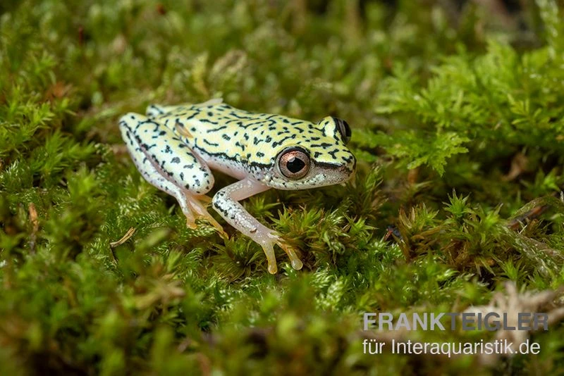 Madagascar-Riedfrosch, Heterixalus madagascariensis Madagascar-Riedfrosch, Heterixalus Madagascariensis -Zoofachgeschäft Madagascar Riedfrosch Heterixalus madagascariensis 2