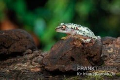 Madagascar-Riedfrosch, Heterixalus Madagascariensis