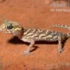 Madagaskar Großkopfgecko, Paroedura Picta -Zoofachgeschäft Madagaskar Grosskopfgecko Paroedura picta 1