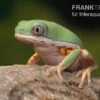Makifrosch, Phyllomedusa Hypochondrialis -Zoofachgeschäft Makifrosch Phyllomedusa hypochondrialis 1