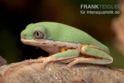 Makifrosch, Phyllomedusa Hypochondrialis -Zoofachgeschäft Makifrosch Phyllomedusa hypochondrialis 3