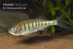 Makrelenbarbe, Barilius Pulchellus/Opsarius Pulchellus -Zoofachgeschäft Makrelenbarbe Barilius pulchellus Opsarius 2