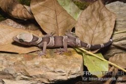 Malayischer Bogenfingergecko, Cyrtodactylus Pulchellus 5 Malayischer Bogenfingergecko, Cyrtodactylus Pulchellus -Zoofachgeschäft Malayischer Bogenfingergecko Cyrtodactylus pulchellus 1