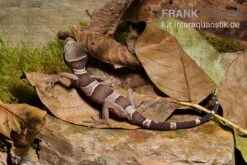 Malayischer Bogenfingergecko, Cyrtodactylus Pulchellus 6 Malayischer Bogenfingergecko, Cyrtodactylus Pulchellus -Zoofachgeschäft Malayischer Bogenfingergecko Cyrtodactylus pulchellus 2