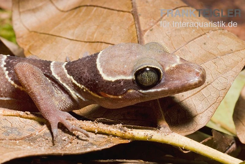 Malayischer Bogenfingergecko, Cyrtodactylus pulchellus Malayischer Bogenfingergecko, Cyrtodactylus Pulchellus -Zoofachgeschäft Malayischer Bogenfingergecko Cyrtodactylus pulchellus 3