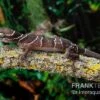 Malayischer Bogenfingergecko, Cyrtodactylus Pulchellus -Zoofachgeschäft Malayischer Bogenfingergecko Cyrtodactylus pulchellus neu 1