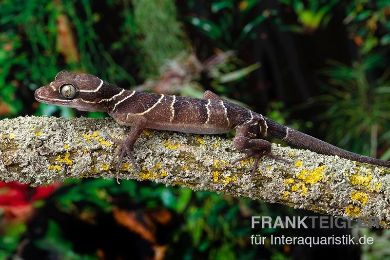 Malayischer Bogenfingergecko, Cyrtodactylus pulchellus Malayischer Bogenfingergecko, Cyrtodactylus Pulchellus -Zoofachgeschäft Malayischer Bogenfingergecko Cyrtodactylus pulchellus neu 1