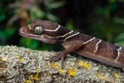 Malayischer Bogenfingergecko, Cyrtodactylus Pulchellus 3 Malayischer Bogenfingergecko, Cyrtodactylus Pulchellus -Zoofachgeschäft Malayischer Bogenfingergecko Cyrtodactylus pulchellus neu 2