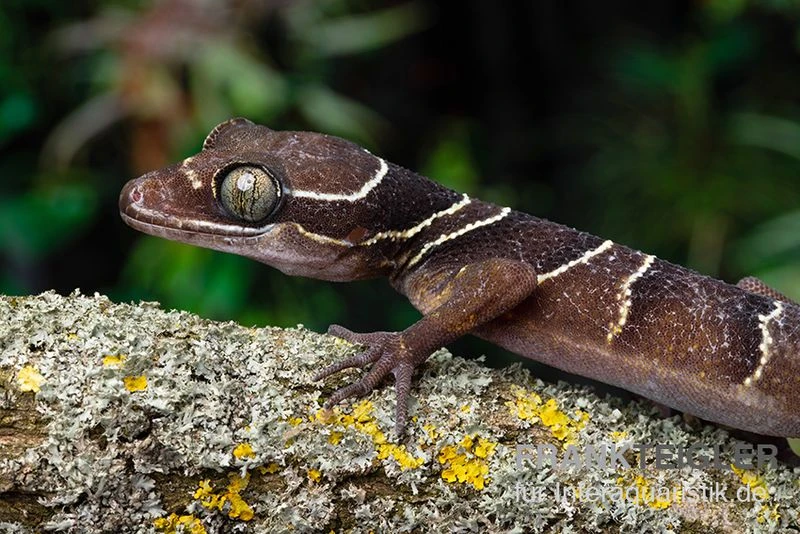 Malayischer Bogenfingergecko, Cyrtodactylus pulchellus Malayischer Bogenfingergecko, Cyrtodactylus Pulchellus -Zoofachgeschäft Malayischer Bogenfingergecko Cyrtodactylus pulchellus neu 2