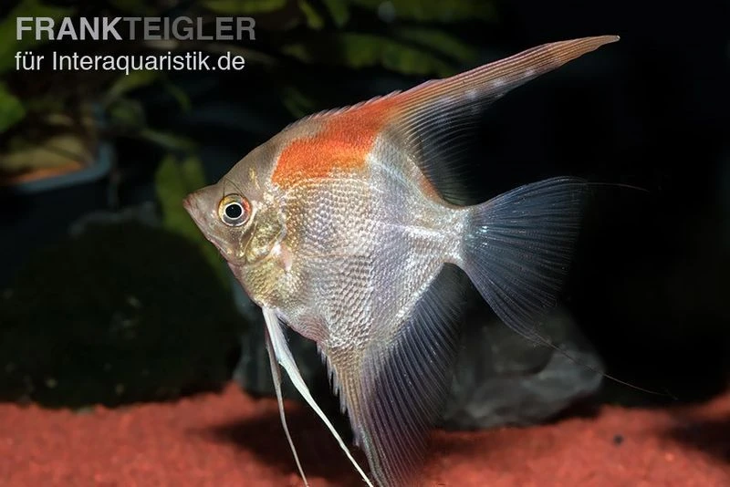 Manacapuru Rotrücken Skalar, Pterophyllum cf. scalare "Lago Manacapuru" Manacapuru Rotrücken Skalar, Pterophyllum Cf. Scalare "Lago Manacapuru" -Zoofachgeschäft Manacapuru Rotruecken Skalar Pterophyllum scalare L