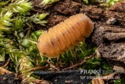 Mandarin-Assel, Cubaris Sp. “RubberduckyMandarin” 3 Mandarin-Assel, Cubaris Sp. “RubberduckyMandarin” -Zoofachgeschäft Mandarin Assel Cubaris sp Rubberducky Mandarin