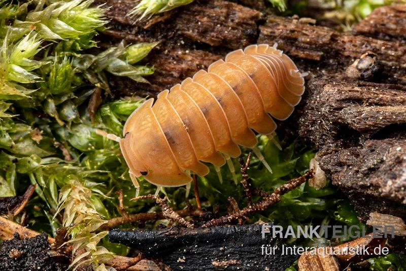 Mandarin-Assel, Cubaris sp. “RubberduckyMandarin” Mandarin-Assel, Cubaris Sp. “RubberduckyMandarin” -Zoofachgeschäft Mandarin Assel Cubaris sp Rubberducky Mandarin