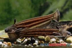 Mandube-Wels, Trachelyopterichthys Taeniatus -Zoofachgeschäft Mandube Wels Trachelyopterichthys taeniatus 1