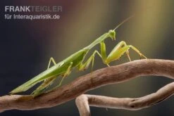 Afrikanische Gottesanbeterin Im Mix, Sphodromantis Spec. -Zoofachgeschäft Mantis 1