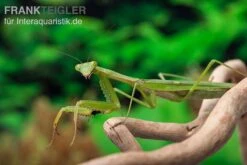 Afrikanische Gottesanbeterin Im Mix, Sphodromantis Spec. -Zoofachgeschäft Mantis 4 20