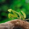Afrikanische Gottesanbeterin Im Mix, Sphodromantis Spec. -Zoofachgeschäft Mantis 5 1
