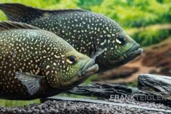 Marakeli-Buntbarsch, Paratilapia Polleni "Big Spotted" -Zoofachgeschäft Marakeli Buntbarsch Paratilapia polleni Big spotted 1