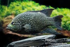 Marakeli-Buntbarsch, Paratilapia Polleni "Big Spotted" -Zoofachgeschäft Marakeli Buntbarsch Paratilapia polleni Big spotted neu 3