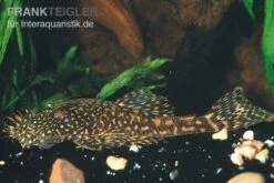 Marmor-Ancistrus, Ancistrus Claro, LDA 8, DNZ -Zoofachgeschäft Marmor Ancistrus LDA 08 Ancistrus claro 2