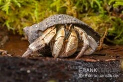 Marmor-Einsiedlerkrebs, Coenobita Sp. "Marble" -Zoofachgeschäft Marmor Einsiedlerkrebs Coenobita sp Marble 3