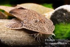 Marmor-Flunderharnischwels, Pseudohemiodon Apithanos Sp. Colombia -Zoofachgeschäft Marmor Flunderharnischwels Pseudohemiodon apithanos sp Colombia 2
