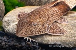 Marmor-Flunderharnischwels, Pseudohemiodon Apithanos Sp. Colombia -Zoofachgeschäft Marmor Flunderharnischwels Pseudohemiodon apithanos sp Colombia 3