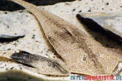 Marmor-Flunderharnischwels, Pseudohemiodon Apithanos Sp. Colombia -Zoofachgeschäft Marmor Flunderharnischwels Pseudohemiodon apithanos sp Colombia neu 1