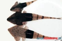 Marmor-Flunderharnischwels, Pseudohemiodon Apithanos Sp. Colombia -Zoofachgeschäft Marmor Flunderharnischwels Pseudohemiodon apithanos sp Colombia neu 2