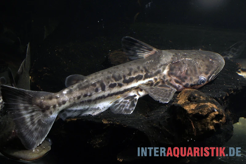 Marmorierter Delfinwels, Ageneiosus marmoratus Marmorierter Delfinwels, Ageneiosus Marmoratus -Zoofachgeschäft Marmorierter Delfinwels Ageneiosus marmoratus 1