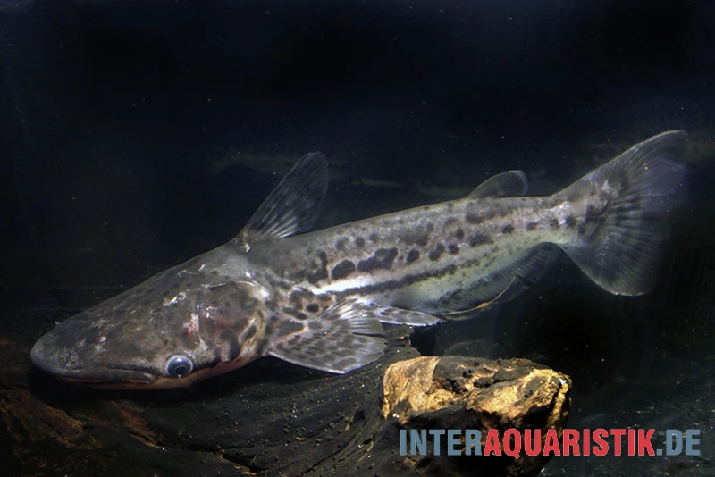 Marmorierter Delfinwels, Ageneiosus marmoratus Marmorierter Delfinwels, Ageneiosus Marmoratus -Zoofachgeschäft Marmorierter Delfinwels Ageneiosus marmoratus 2