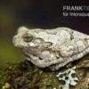 Marmorierter Laubfrosch, Hyla Marmorata -Zoofachgeschäft Marmorierter Laubfrosch Hyla marmorata 1