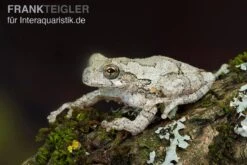 Marmorierter Laubfrosch, Hyla Marmorata -Zoofachgeschäft Marmorierter Laubfrosch Hyla marmorata 3