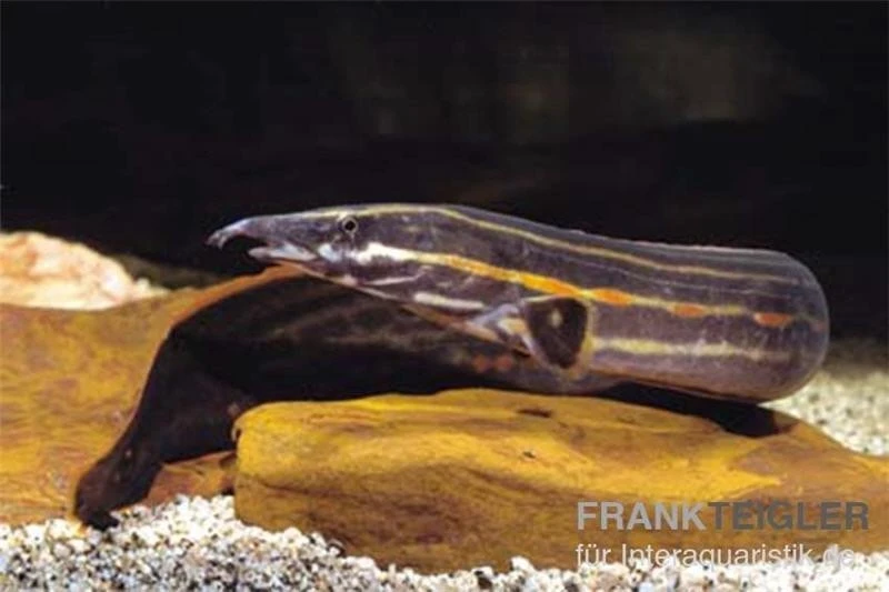 Feuerstachelaal, Mastacembelus erythrotaenia, ca. 10-12 cm Feuerstachelaal, Mastacembelus Erythrotaenia, Ca. 10-12 Cm -Zoofachgeschäft Mastacembelus erythrotaenia Feuerstachelaal