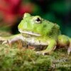 Matcha Pacman-Frog, Ceratophrys Cranwelli "Matcha" 1 Matcha Pacman-Frog, Ceratophrys Cranwelli "Matcha" -Zoofachgeschäft Matcha Pacman Frog Ceratophrys cranwelli Matcha 1