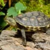 Chinesische Streifenschildkröte, Mauremys Sinensis -Zoofachgeschäft Mauremys sinensis Chinesische Streifenschildkroete